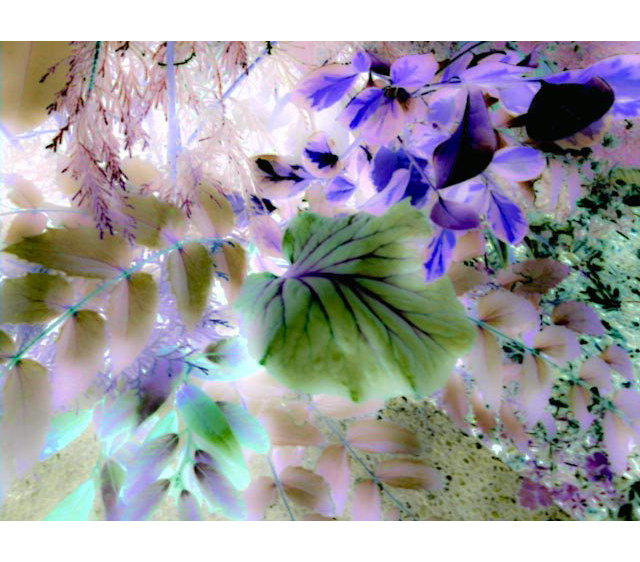 PHOTOWORKSHOP Cell Phone Contest